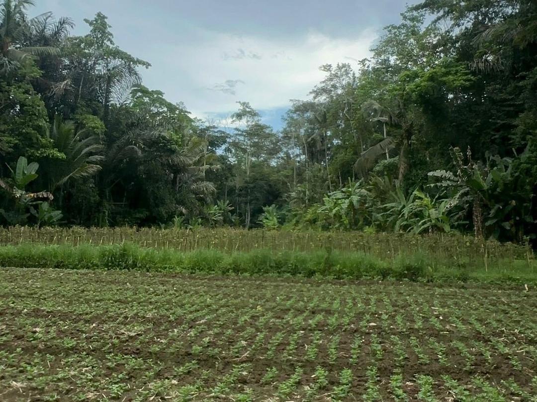 Bali Tarantula ATV景点图片