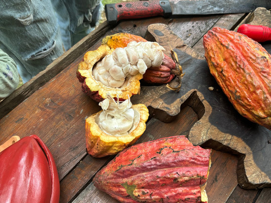 Chocolate Mountain / Cacao Tour-Rio Grande必去景点