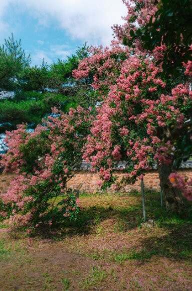 Shin Sunggyeom Shrine-大邱必去景点
