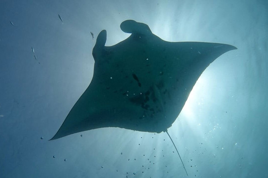 Mobula Divers Sibaltan Diving Center-爱妮岛必去景点