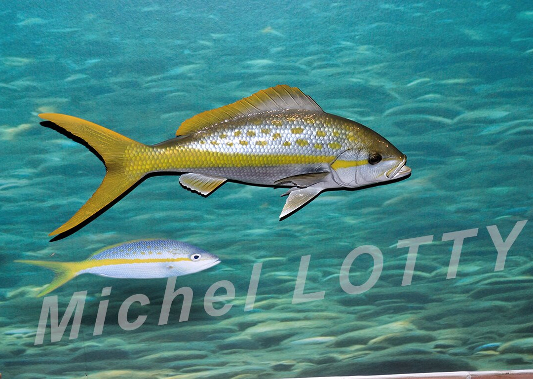 Le Musée de la Mer-Trois-Ilets必去景点