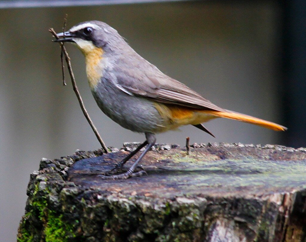 Oban Farm Stay Van Reenen主图