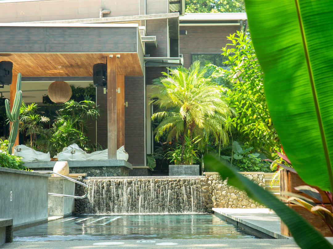 The White Palms Of Nosara