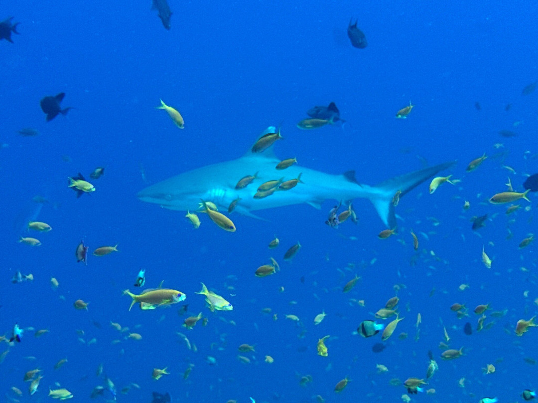 Reef Rangers Ukulhas景点图片