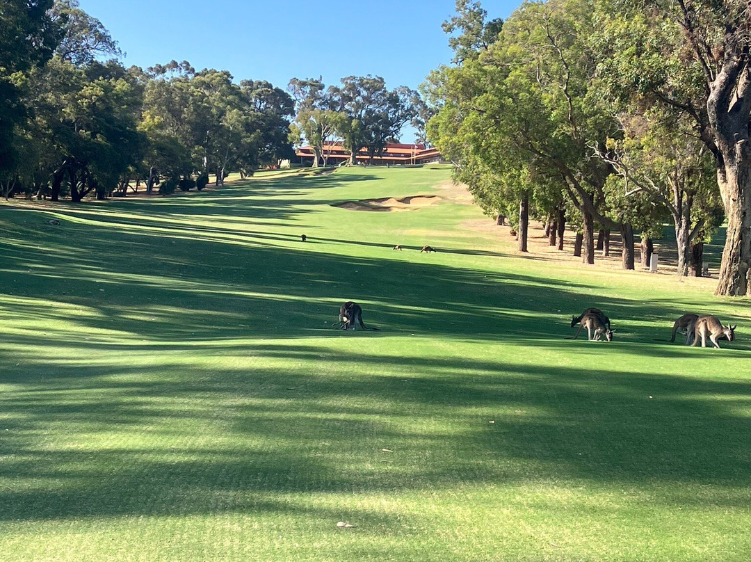 Lake Karrinyup Golf Club景点图片