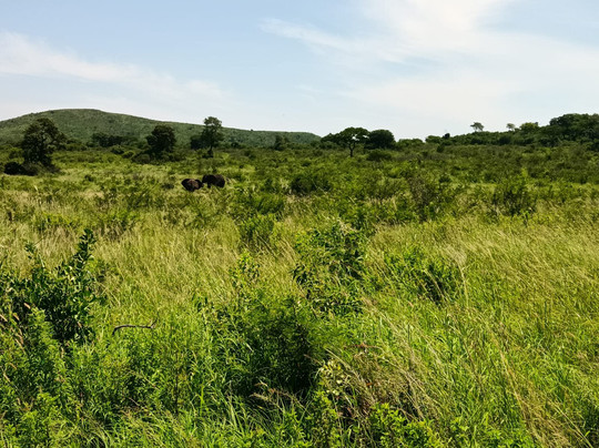 Budget Safaris Durban-德班必去景点