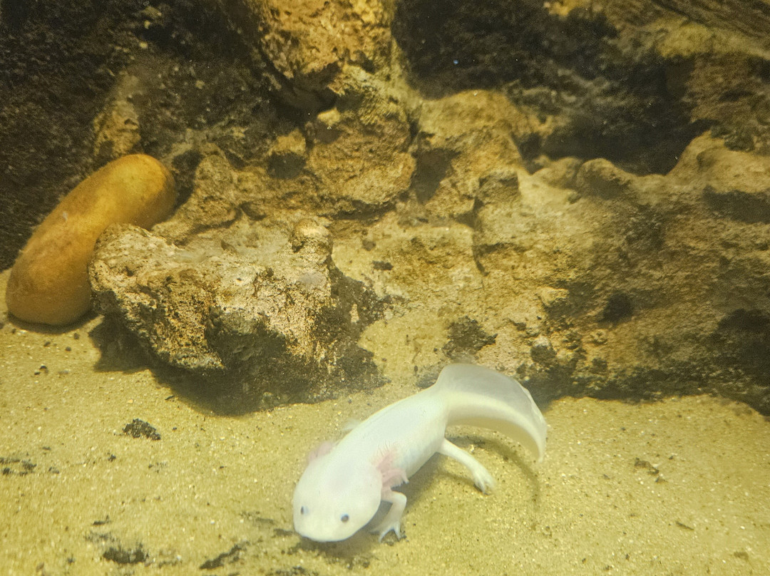 Daytona Aquarium & Rainforest Adventure-代托纳比奇必去景点