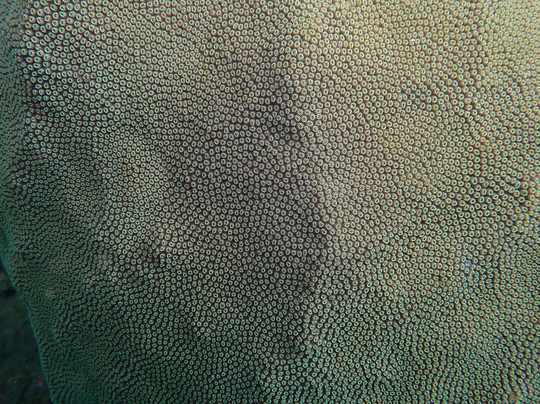 Taino Divers-吕康必去景点