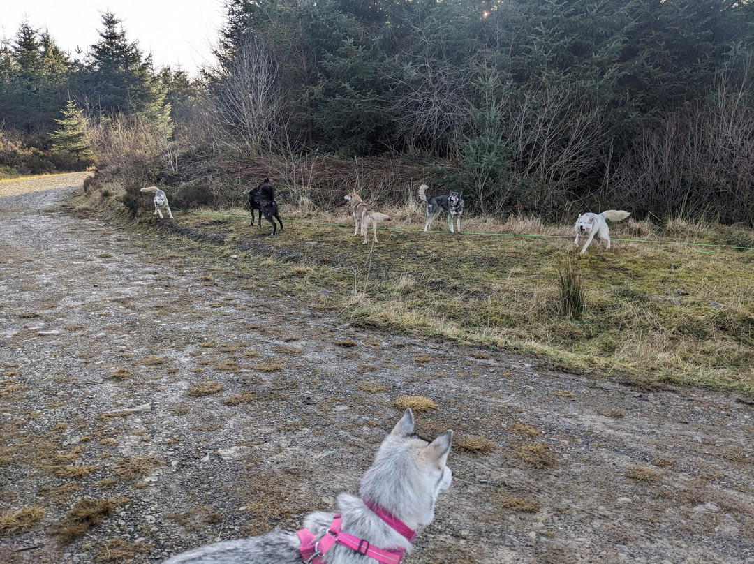 Mynydd Sleddog Adventures景点图片