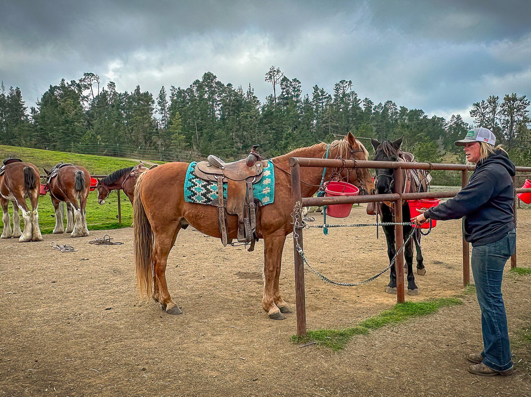 Covell's Clydesdales-坎布里亚必去景点