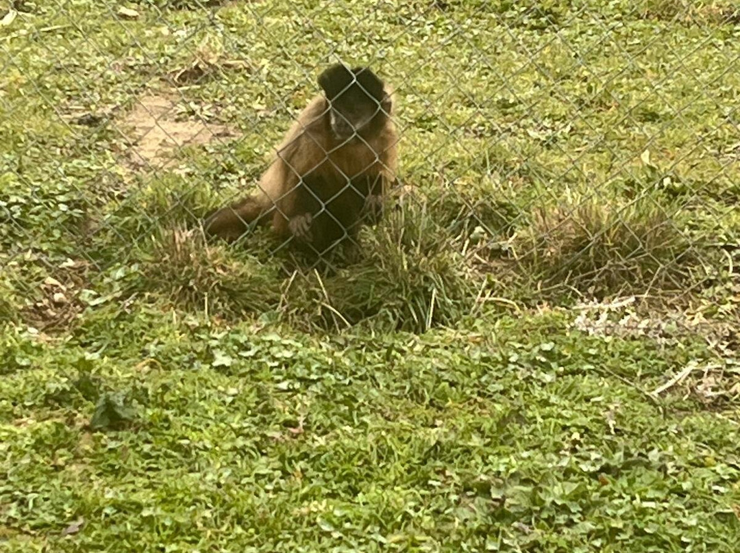 Centro De Rescate Y Recuperación De Primates Rainfer景点图片