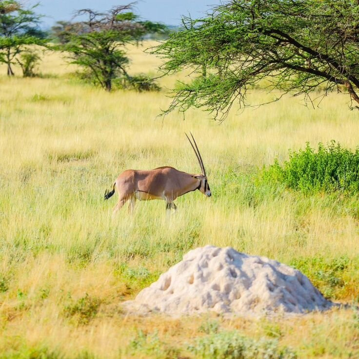Samburu National Reserve-内罗毕必去景点