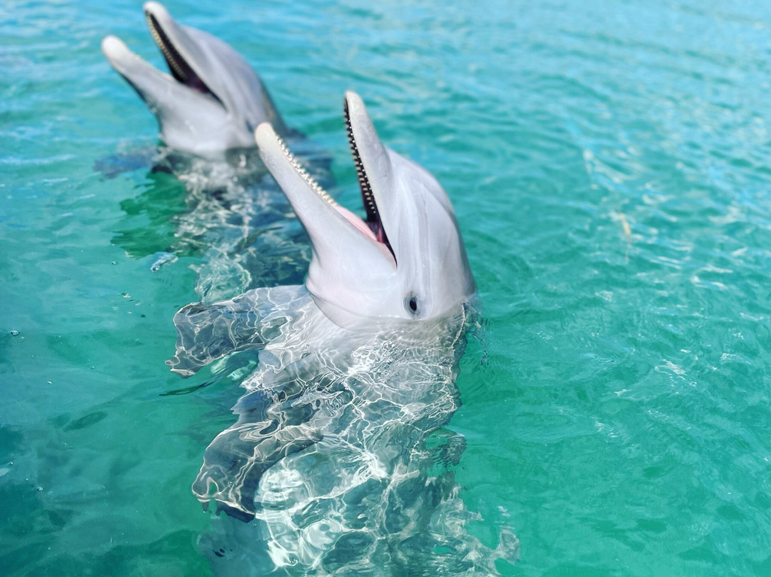 The Dolphin Experience