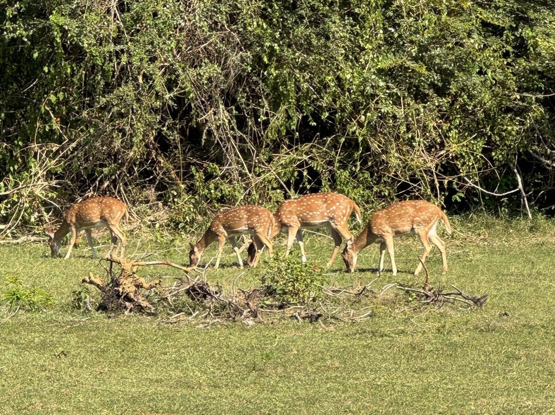 Bundala Roshan Safari-Weligatta必去景点