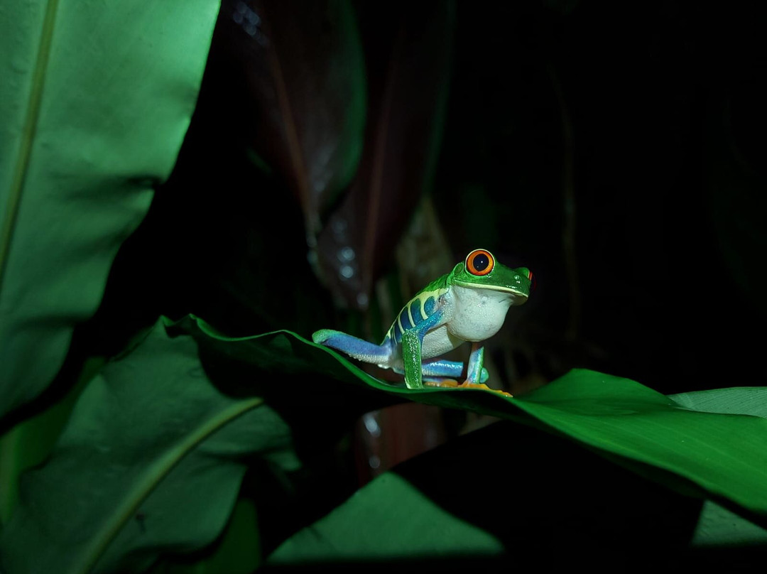 Wildlife Tours Costa Rica - Arenal-福德圣卡洛斯必去景点