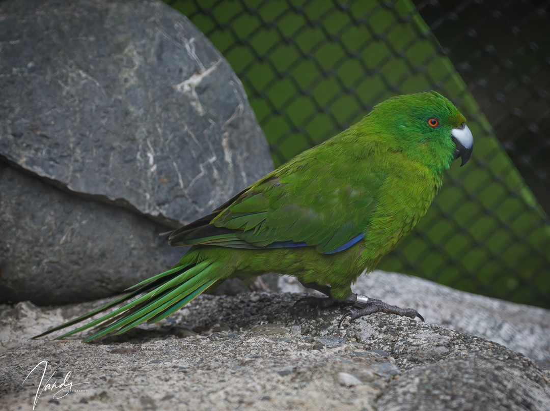 Te Anau Bird Sanctuary-蒂阿瑙必去景点