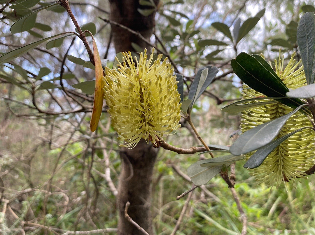 South Pacific Heathland Reserve景点图片