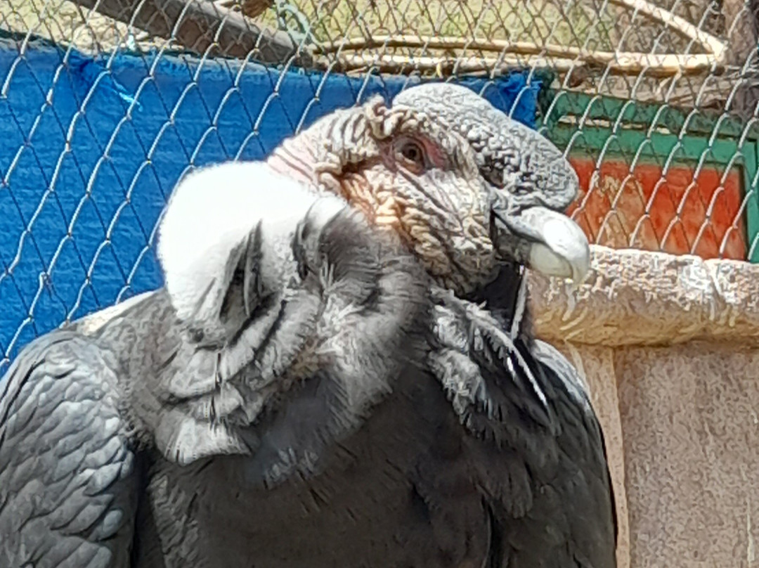 Cochahuasi Animal Sanctuary-库斯科必去景点