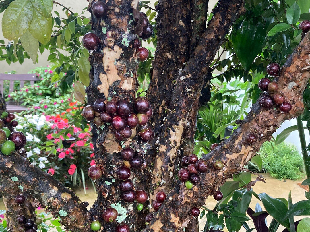 Pousada Garden das Flores