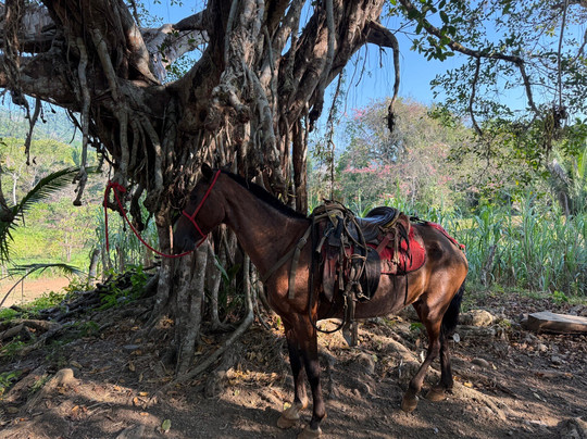 Manakin Tours-圣特雷莎必去景点
