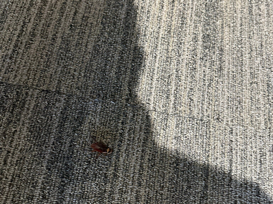 加姆巴洛酒店主图