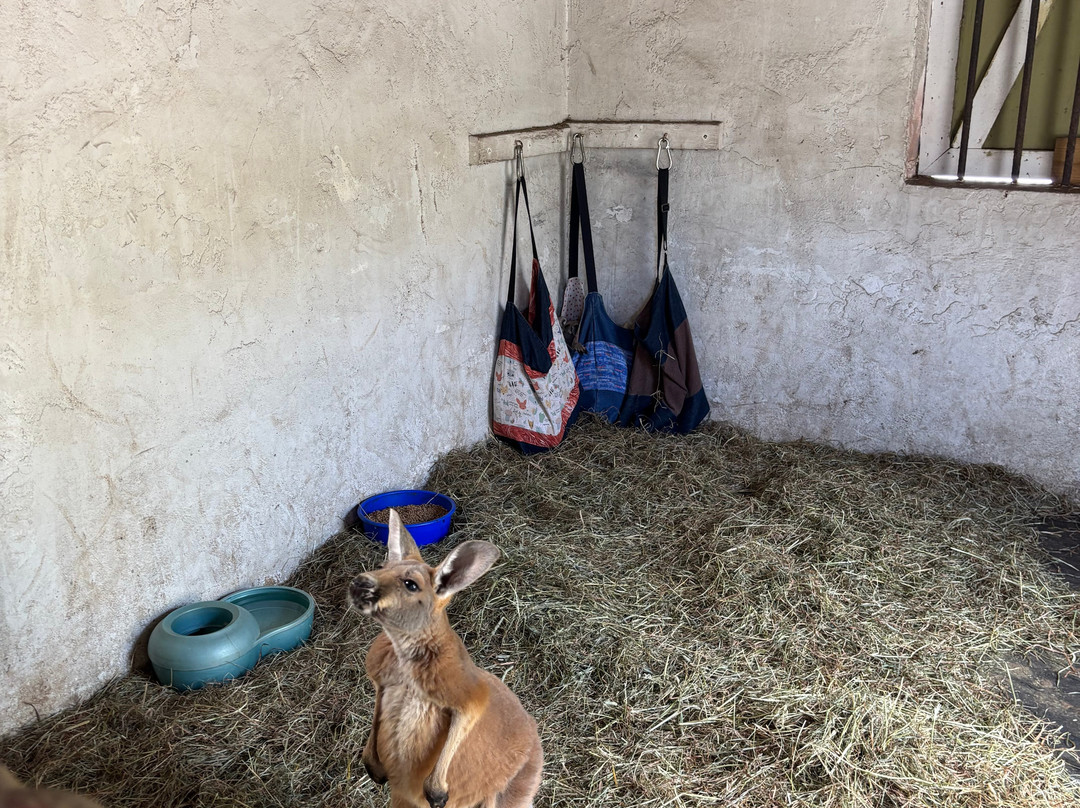 Animal Edventure Park-博因顿海滩必去景点