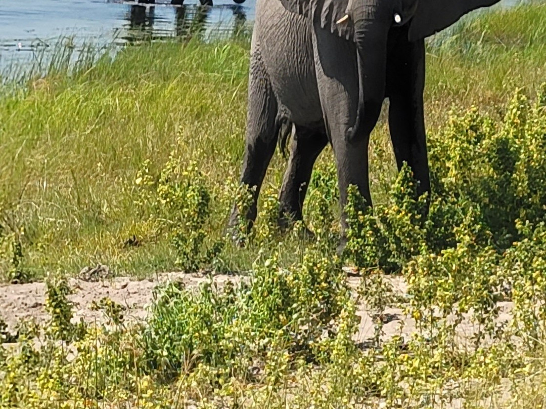 The African Wild景点图片