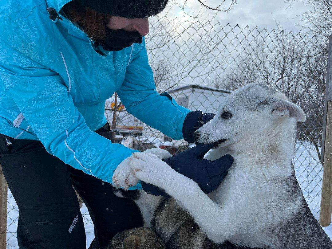 Tana Husky - Day Tours-Tana Bru必去景点