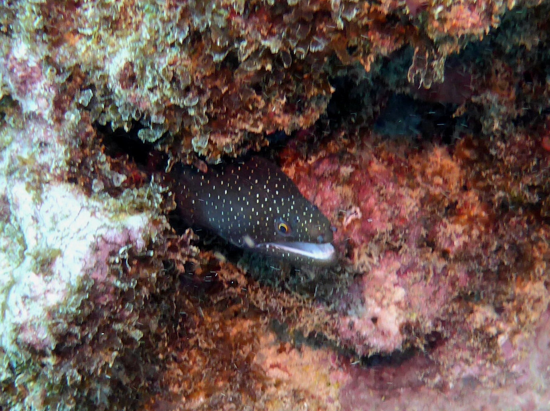 Dive Passion Mauritius-卓得多斯必去景点