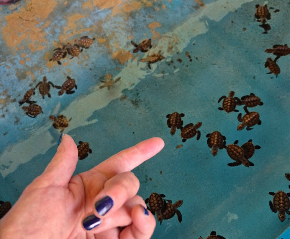 The Turtle Project景点图片