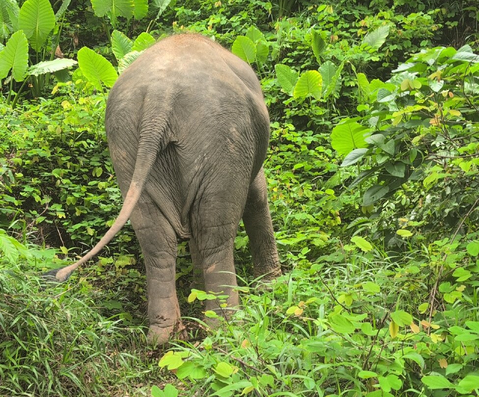 Kerchor Elephant Family Phuket-卡图必去景点