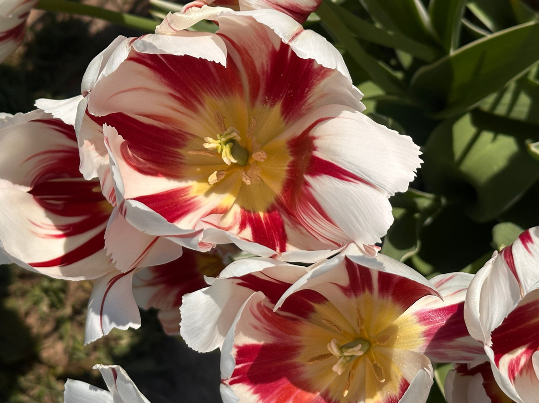 Tulleys Tulip Garden - Warwickshire景点图片