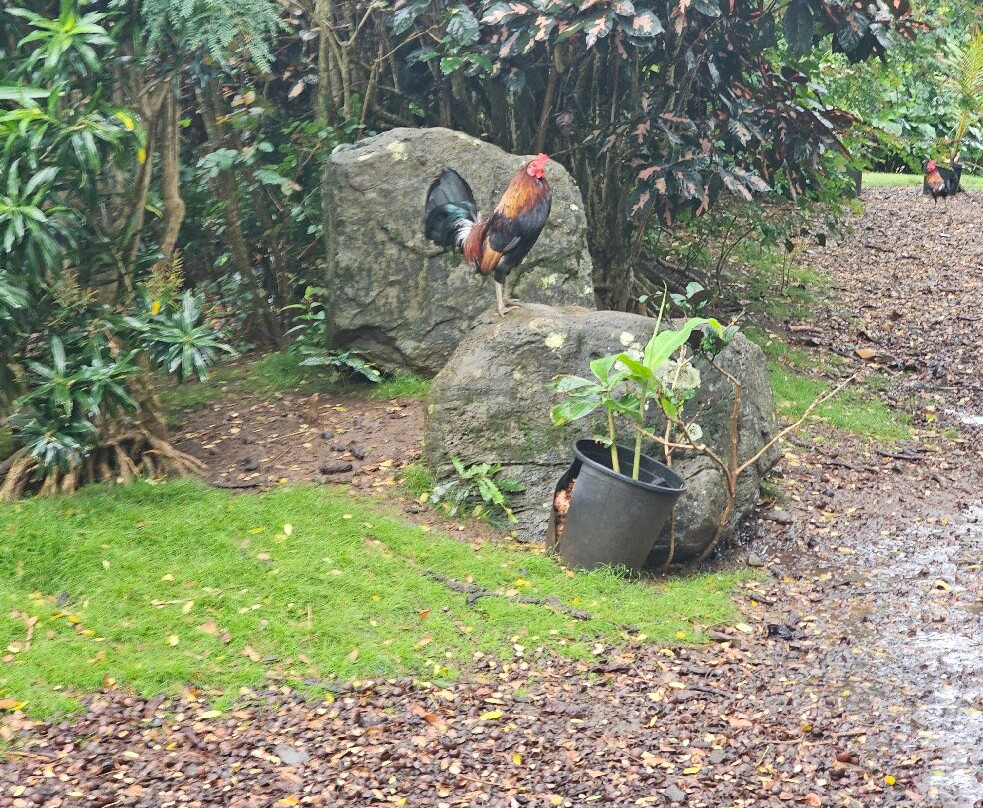 热带农场,澳洲坚果农场之旅-卡内奥赫必去景点
