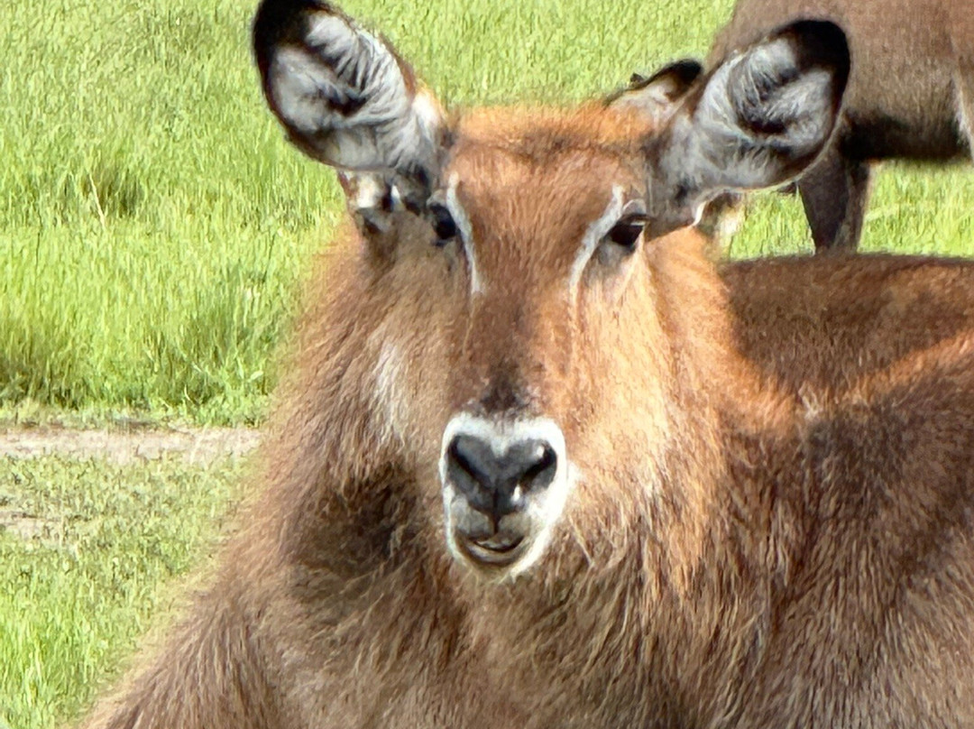 Jewel Safaris-坎帕拉必去景点