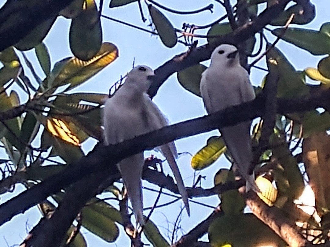 圣奥古斯丁教堂-火奴鲁鲁必去景点
