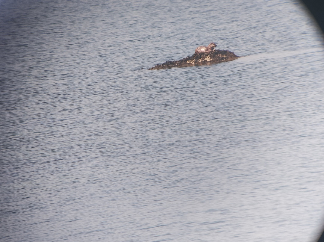 Wildlife on Mull-马尔岛必去景点