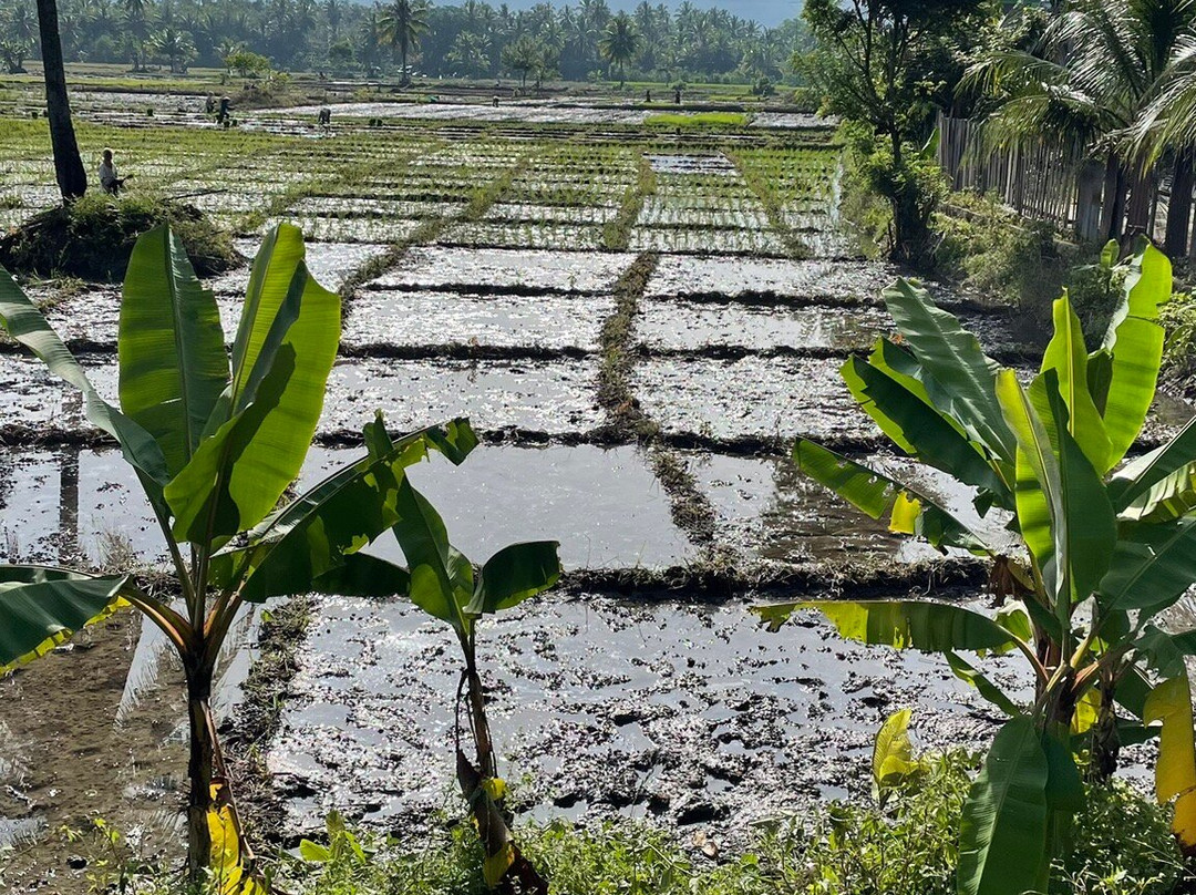 Tri Jaya - Day Tours-棉兰必去景点