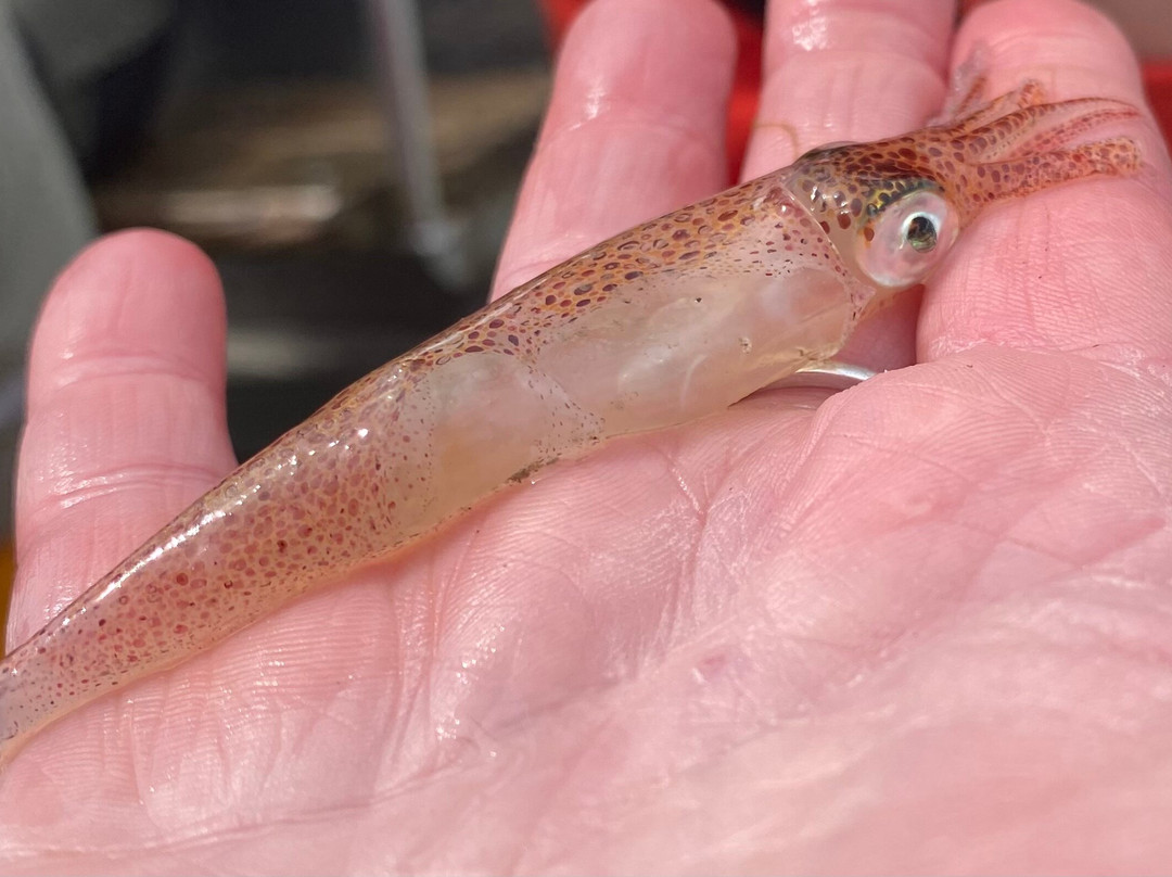 Krabbenfischen mit der MK Moewe-Bensersiel必去景点