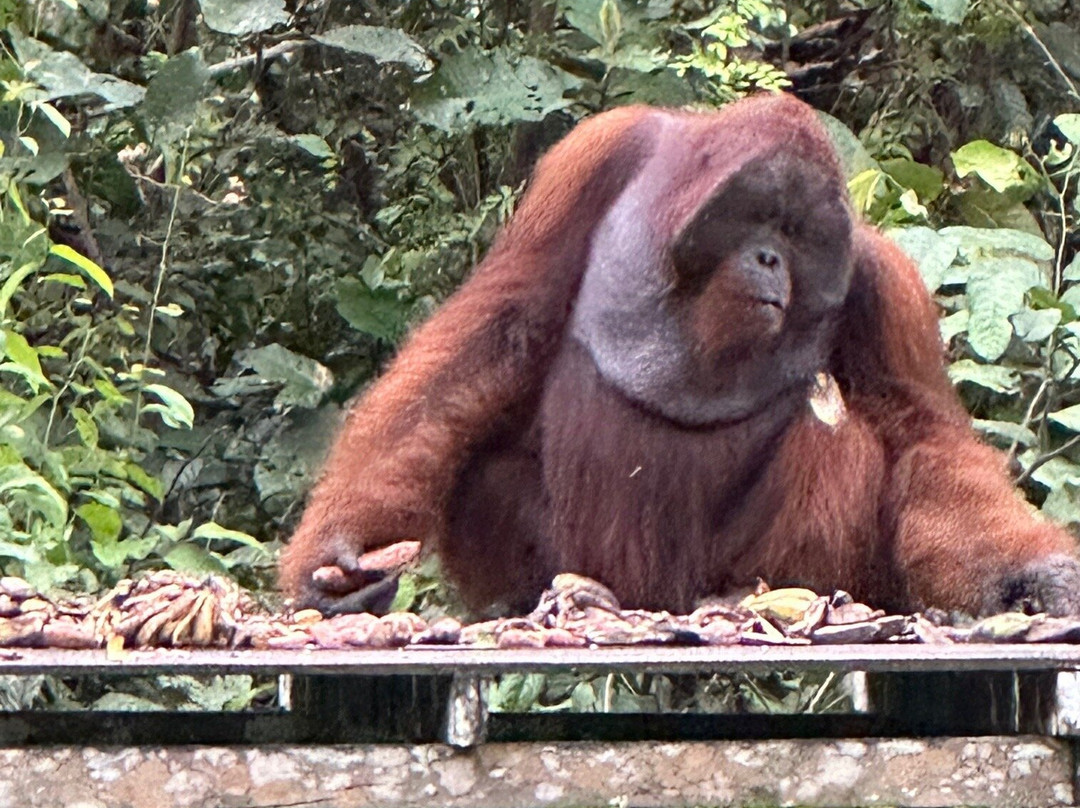 Orangutan Applause - Day Tours-Pangkalan Bun必去景点