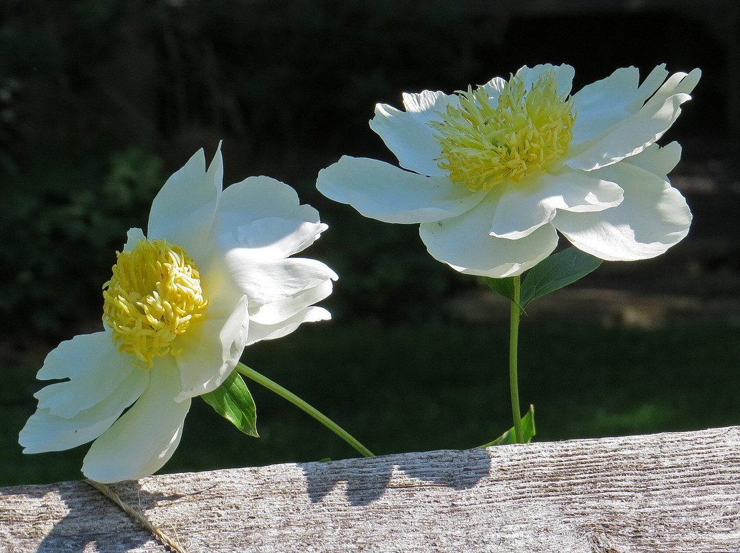 Leonard J. Buck Garden-Far Hills必去景点