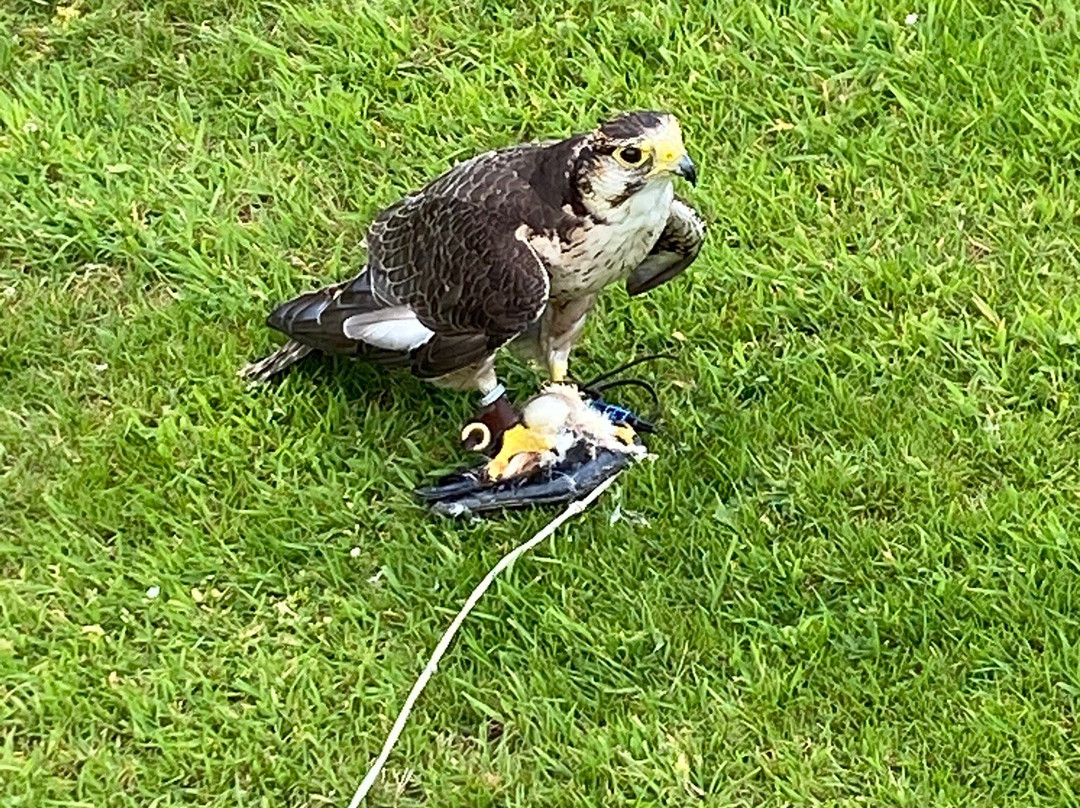 Pitcombe Rock Falconry-Bruton必去景点