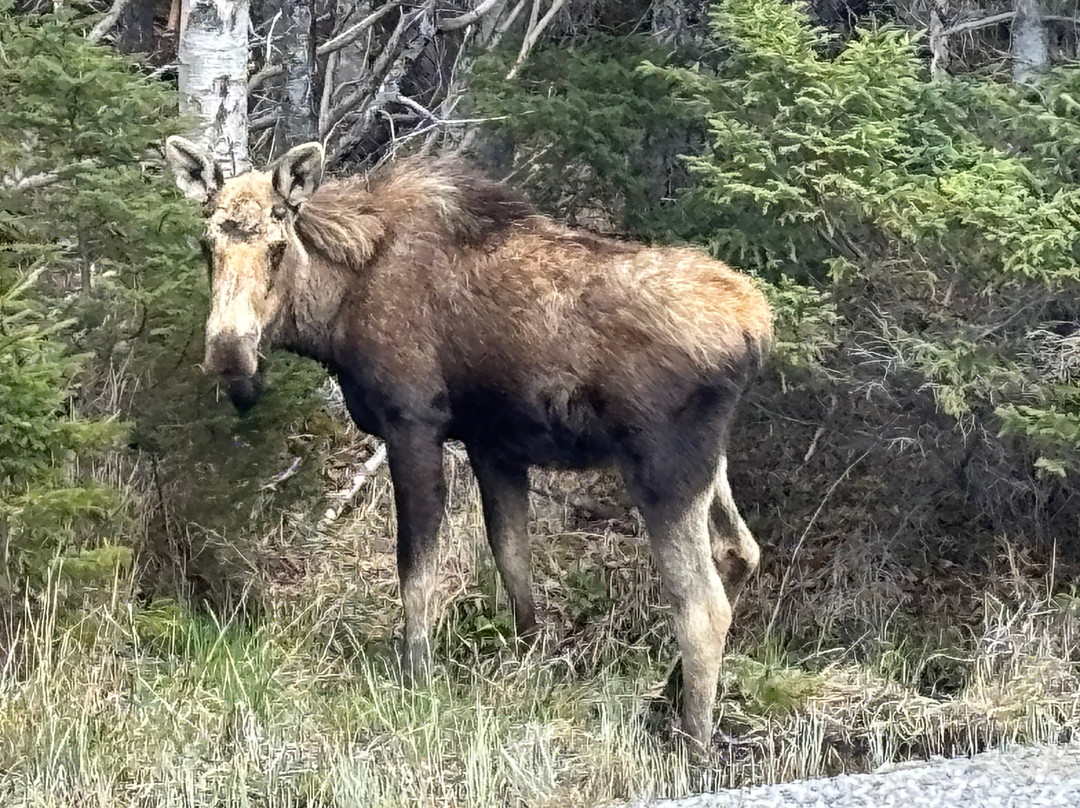 Viking Village Bed And Breakfast主图