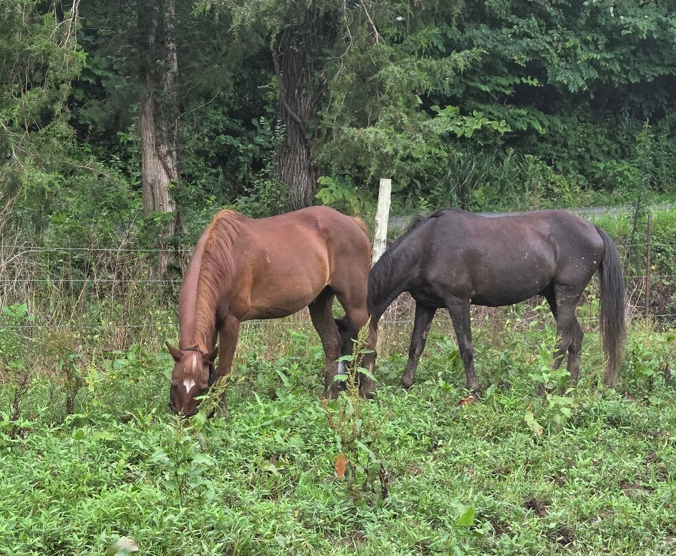 Davy Crockett Riding Stables-汤森必去景点