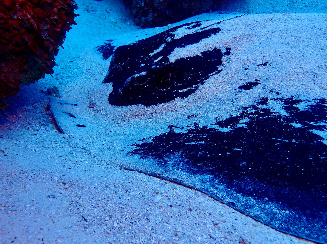 Crystal Diving Centre-贝尔马尔必去景点
