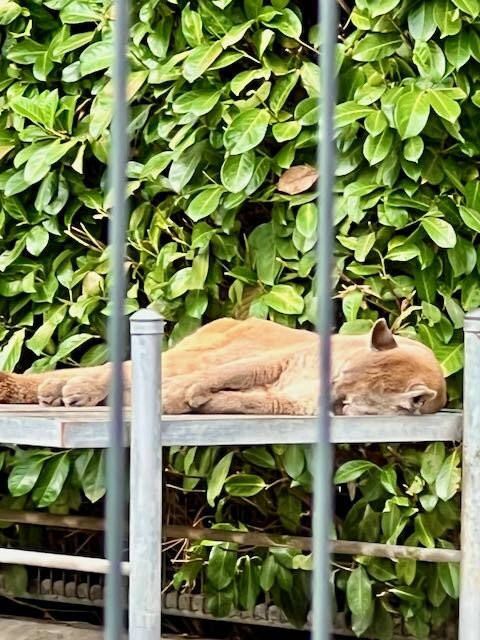 Cougar Mountain Zoo-伊瑟阔必去景点