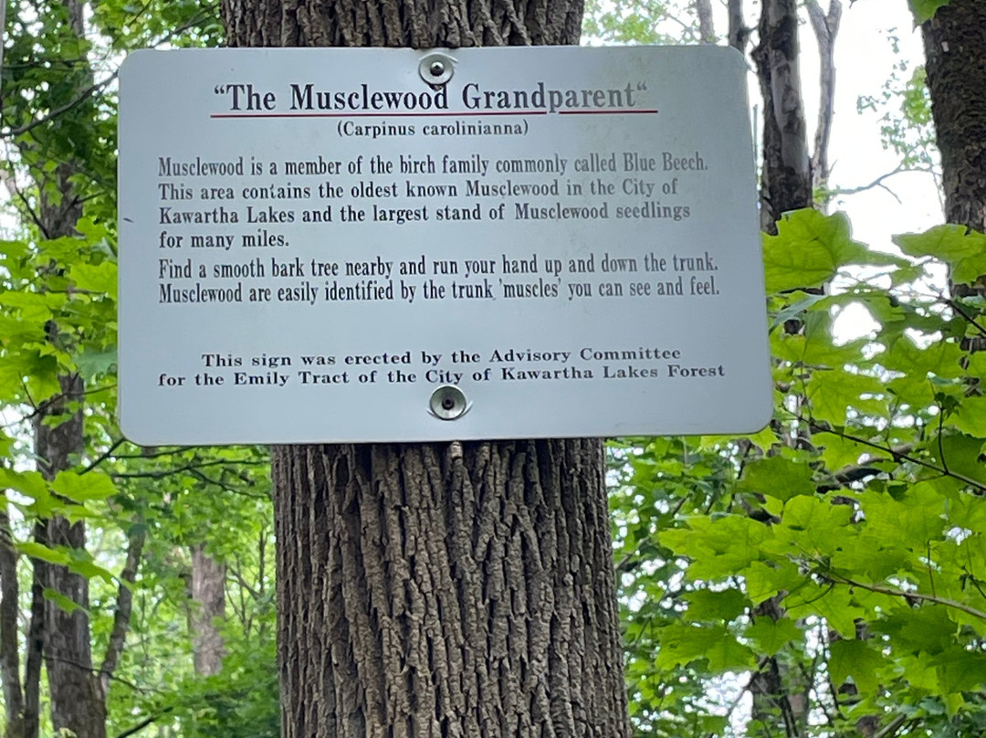 Emily Tract-Omemee必去景点