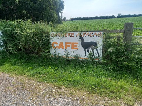 Oakmere Alpacas-Oakmere必去景点