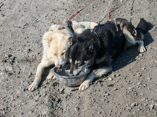 Basecamp Explorer Spitsbergen-朗伊尔城必去景点