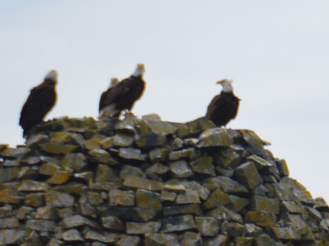 A Whale's Song Expeditions-锡特卡必去景点