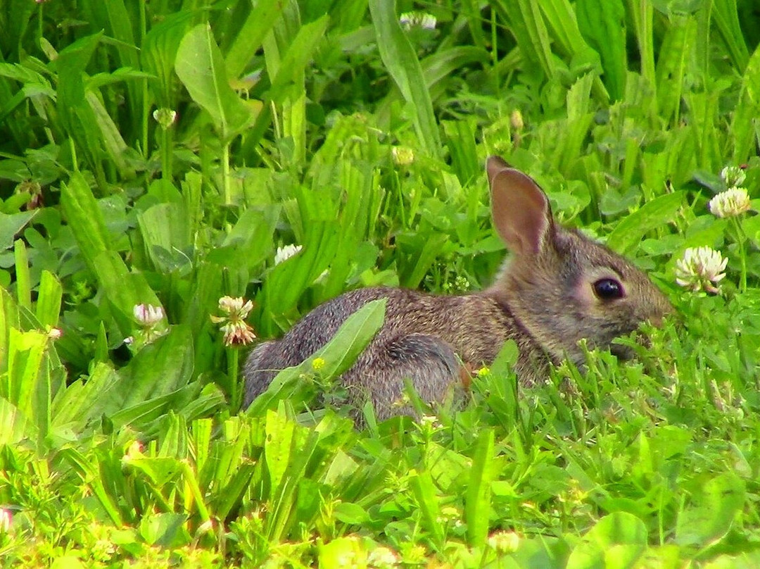 Henry's Rabbit Ranch-Staunton必去景点
